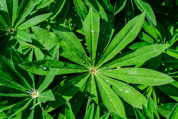 Obraz na płótnie Canvas Close up of vivid green leaves of Lupinus, commonly known as lupin or lupine, in full bloom and green grass in a sunny spring garden, beautiful outdoor floral background photographed with soft focus
