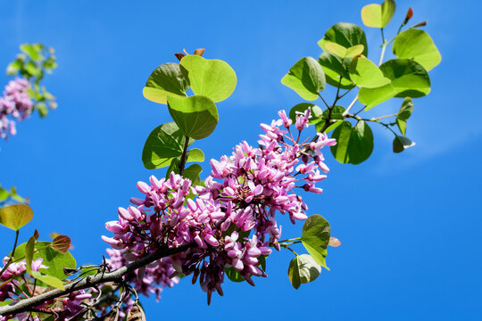 Many vivid pink flowers of Cercis siliquastrum, commonly known as Judas tree or Judas-tree, in a garden in a sunny spring day, beautiful outdoor floral background photographed with selective focus.