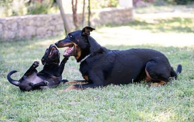 puppiy staffordshire bull terrier and and beauceron