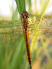 dragonfly on a grass
