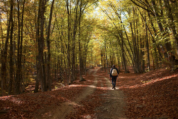 Caucasian hipster male model outdoors in nature. Colorful landscape with trees, rural road, orange and red leaves, sun in autumn.