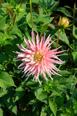 A close up of pink cactus dahlia of the 'Park Princess' variety in the garden