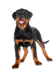 puppy rottweiler in studio