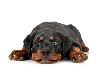 Obraz premium puppy rottweiler in studio