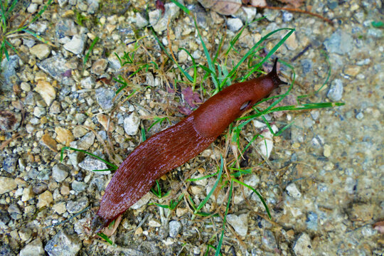 European red slug aka Chocolate arion (Arion rufus) crawling over a gravel path.
