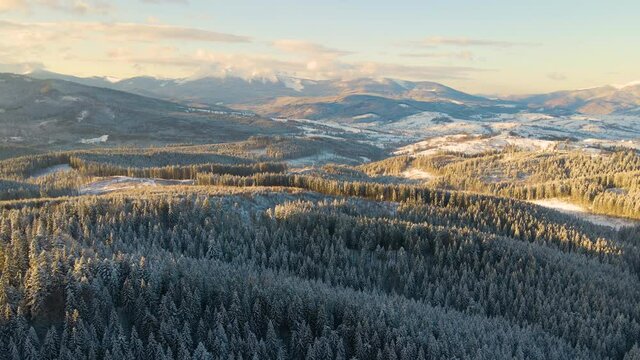 Aerial winter landscape with spruse trees of snow covered forest in cold mountains in the evening.