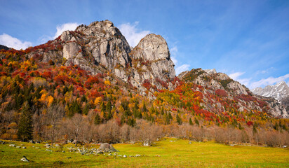 Forest, Autumn, Beech tree, Val Masino, Rhaetian Alps, European Alps, fall,  Flora, Birch, Foliage,...