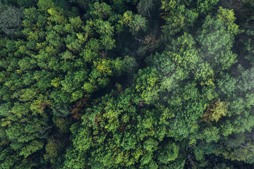 Pine forest in the mountains in the morning from above