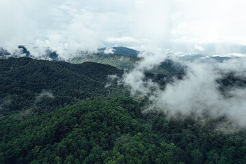 Pine forest in the mountains in the morning from above