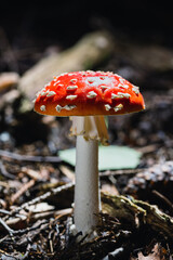 Mushroom,Beautiful closeup of forest mushrooms