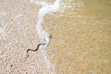 Fototapeta na wymiar Snake on the sand of the sea beach on a sunny summer day. Dangerous poisonous reptile in sea water.