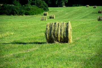hay bales in a field