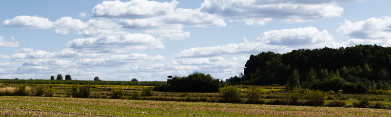 Summer landscape with a meadow, trees, sky and clouds.