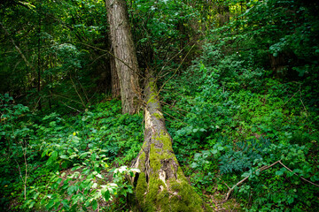 fallen tree in the forest