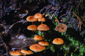 Fototapeta premium Mushroom,Beautiful closeup of forest mushrooms