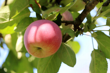 Red apple growing on a tree in garden on sky background. Ripening fruits hanging on branch with leaves in sunlight