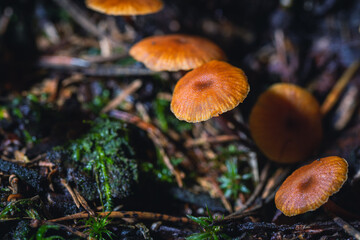 Mushroom,Beautiful closeup of forest mushrooms