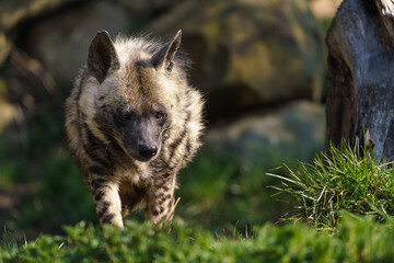Fototapeta premium Striped hyena (Hyaena hyaena sultana)