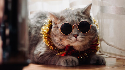 The pet is a British, Scottish straight-eared cat for the new year 2022, Christmas with glasses...