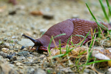European red slug aka Chocolate arion (Arion rufus) crawling over a gravel path.
