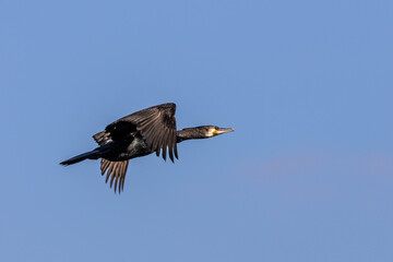 The great cormorant, Phalacrocorax carbo flying in the air