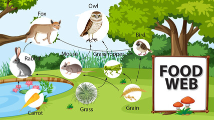 Food chain diagram concept on forest background