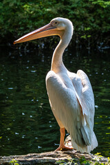 Great White Pelican, Pelecanus onocrotalus in a park