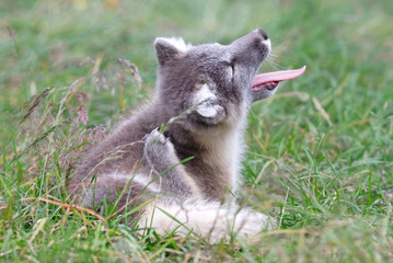 Very young polar fox