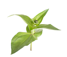 stem with green leaves and bud. Peony flower, isolated