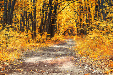 footpath in golden autumn forest. Autumn forest road leaves fall in ground landscape on autumnal background. trees, flowers, grace. Autumn forest scenery with road of fall leaves