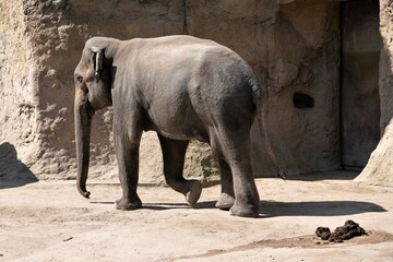 Ein asiatischer Elefant im Heidelberger Zoo - Asiatische Elefanten sind kleiner als ihre...