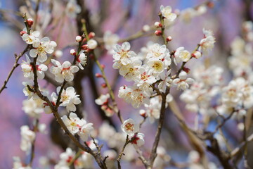 青空と紅梅を背景に白梅の花が咲く