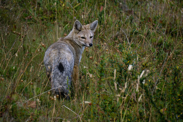 zorro gris o chilla (Lycalopex griseus), Parque nacional Torres del Paine,Sistema Nacional de Áreas Silvestres Protegidas del Estado de Chile.Patagonia, República de Chile,América del Sur