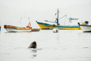 Obraz premium lobo marino (otaria flavescens) frente a barcos de pesca, puerto de Castro, archipiélago de Chiloé ,provincia de Chiloé ,región de Los Lagos,Patagonia, República de Chile,América del Sur
