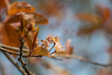 autumn leaves on the tree