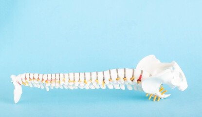 Human spine mockup on blue background. Diseases and Spine Concept and Treatment. Copy space for text