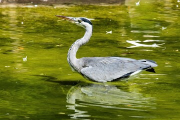 Graureiher im seichtem Gewässer