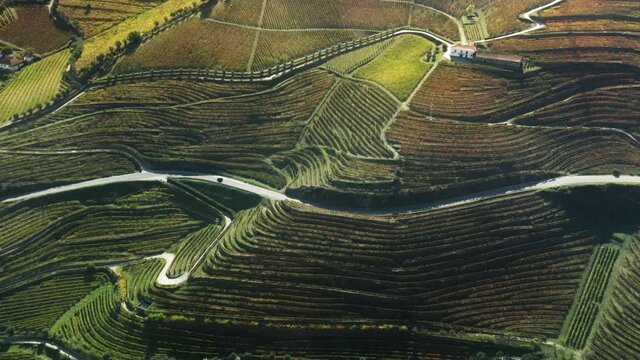 Drone shot of endless lines of vineyards in countryside of Peso da Regua, Vila Real, Portugal, Europe. Panoramic shot of vineyard terraces growing on mountain hills, 4k footage