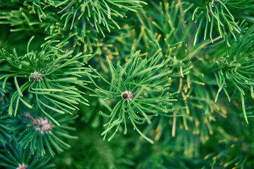 Christmas tree green needles background, texture closeup