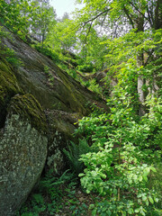A boulder fence with trees growing on it in the rocky natural park of Monrepos in the city of Vyborg on a clear summer day.