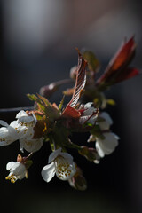 butterfly on flower