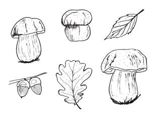 Set of mushrooms hand drawing illustrations. Isolated, white background