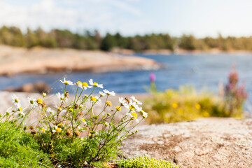 Felsige Küstenlandschaft in Schweden. Urlaub in Skandinavien am Meer. Wunderschöne skandinavische...