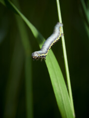 Caterpillar of a Belted Beauty (Lycia zonaria), Germany