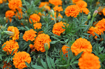 orange and flowers