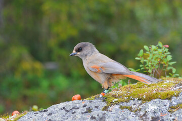 Unglückshäher in Schweden im Herbst
