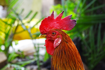 The fighting cock in garden nature
