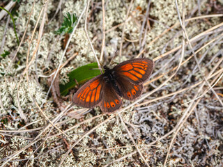 Selective focus. The Scotch argus (Erebia kindermanni) lives in white moss in Altai mountains. Siberia.