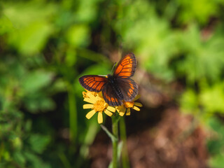 The Scotch argus (Erebia kindermanni) lives in green meadows in Altai mountains. © sablinstanislav