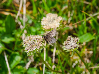 Peppered moth (Glacies coracina) on a green lawn. Siberia. Altai Mountains.